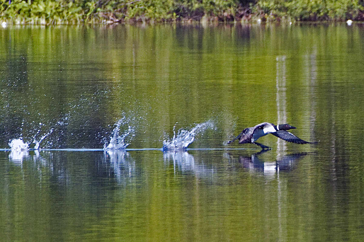 It takes a lot of energy for a Loon to get airborne.